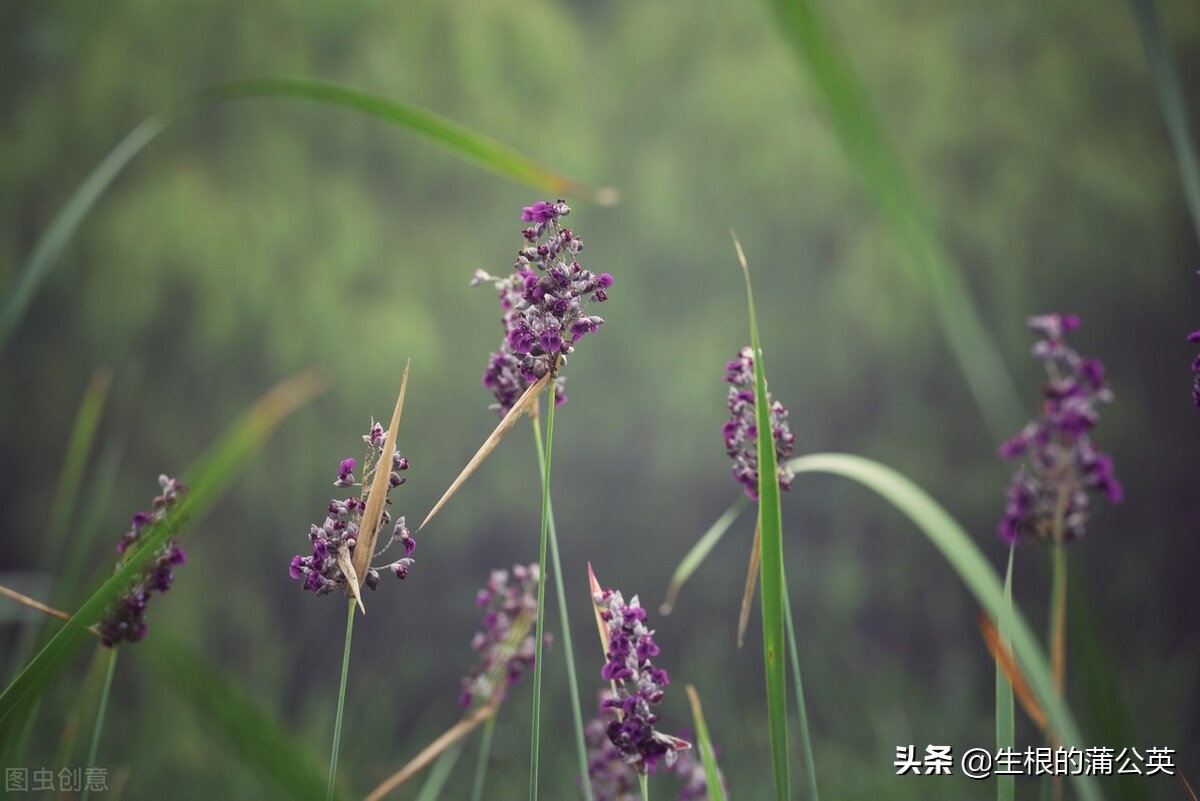 水生花卉栽培方法和技术,十种常见水生花卉