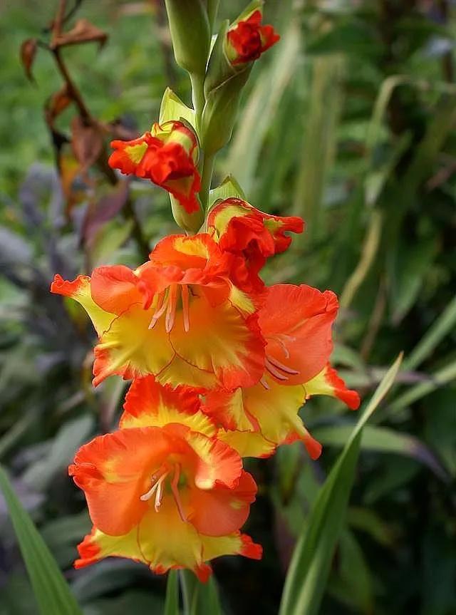 100种迷人的“数字花”,从零到一百万,真是太神奇了