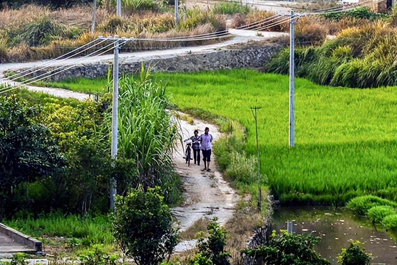 养了四只大狼狗,女生养四只狼狗