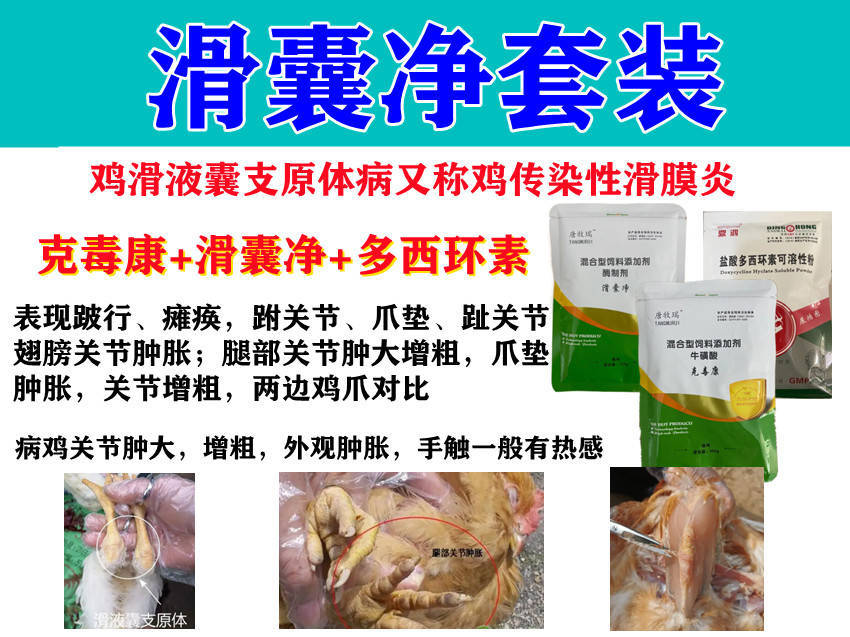 刘帆说禽病,鸡突然站不起来瘫痪用什么药