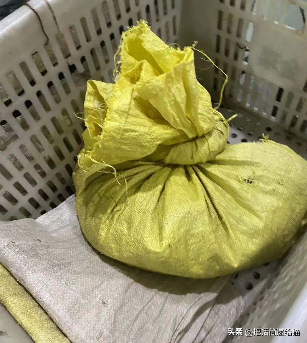 江苏偷猫事件,偷猫人被抓新闻