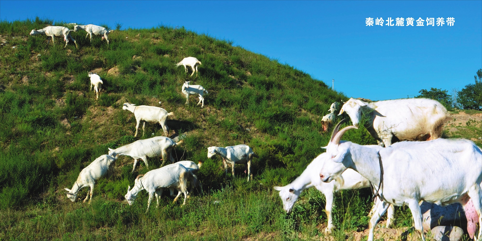 哪款国产婴幼儿配方羊奶粉既安全又营养？