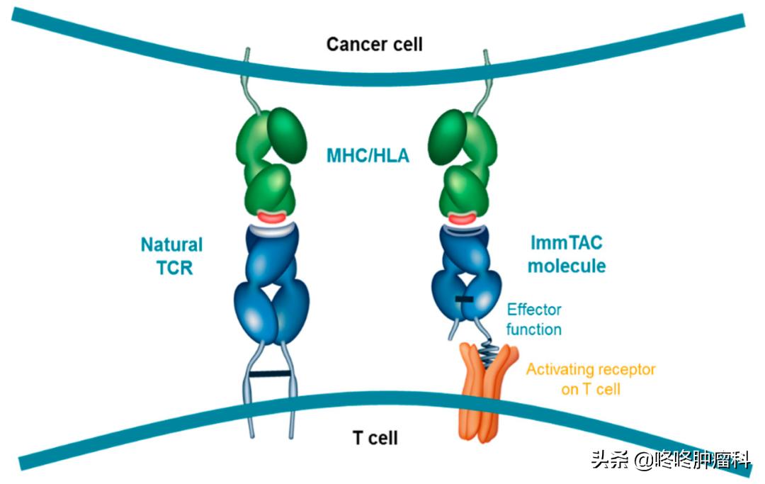 全新免疫治疗TCR疗法登场！针对难治性肿瘤有效率大幅提升