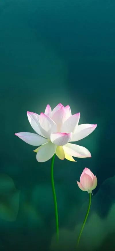 漂亮美丽的荷花壁纸,雨中荷花壁纸荣盛城