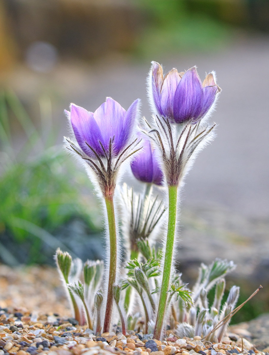 6.18一朵花即是“一束花”，包含舌状花与筒状花。舌状花色彩鲜艳
