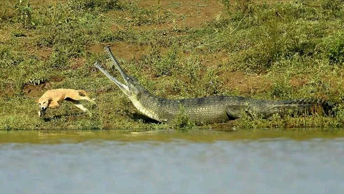 性情凶猛的十大鳄鱼,世界上十大最凶猛的鳄鱼排行榜