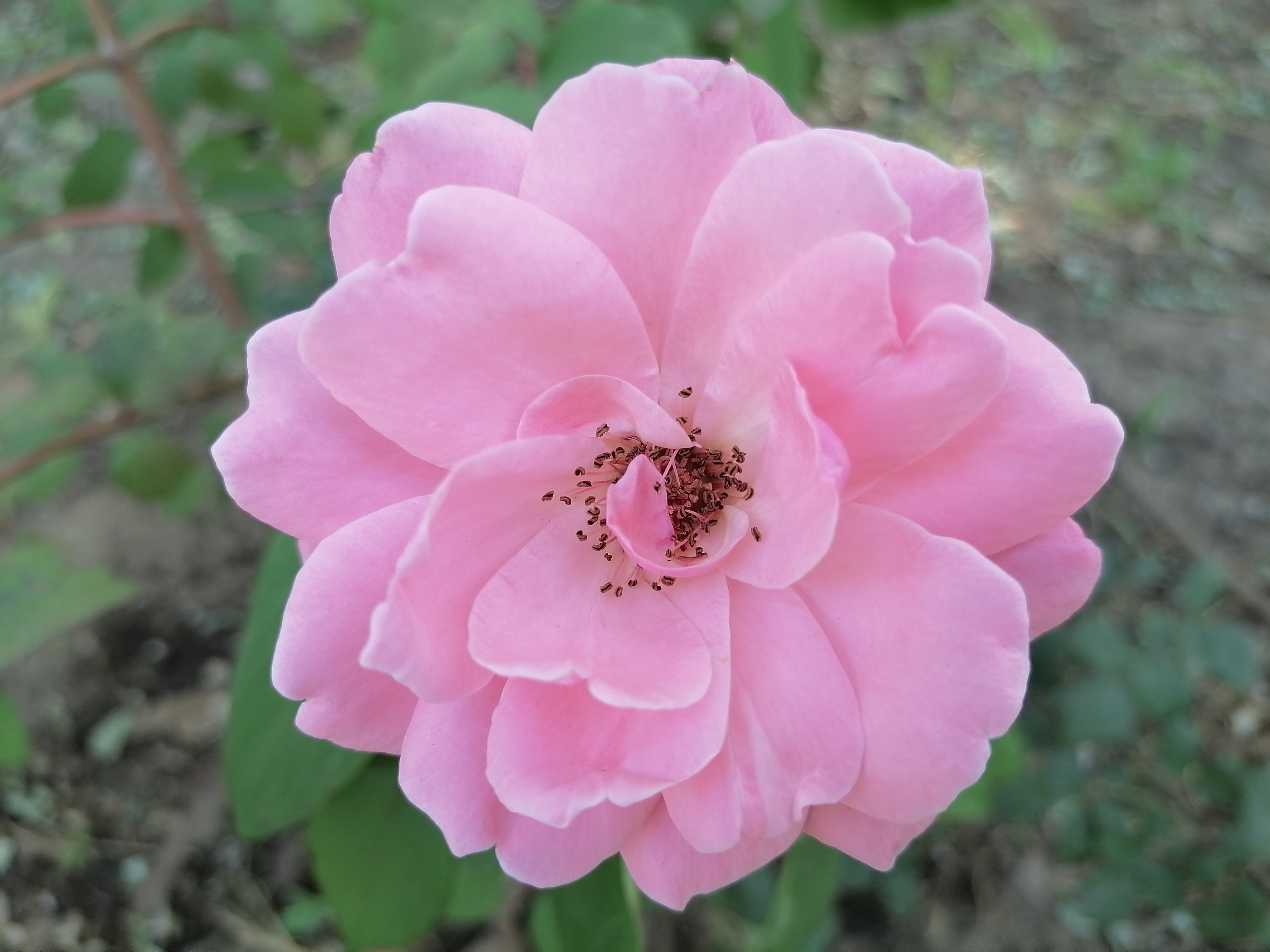 华为nova10z评测：快充/磨砂/高像素“低价高配”的诚意之作