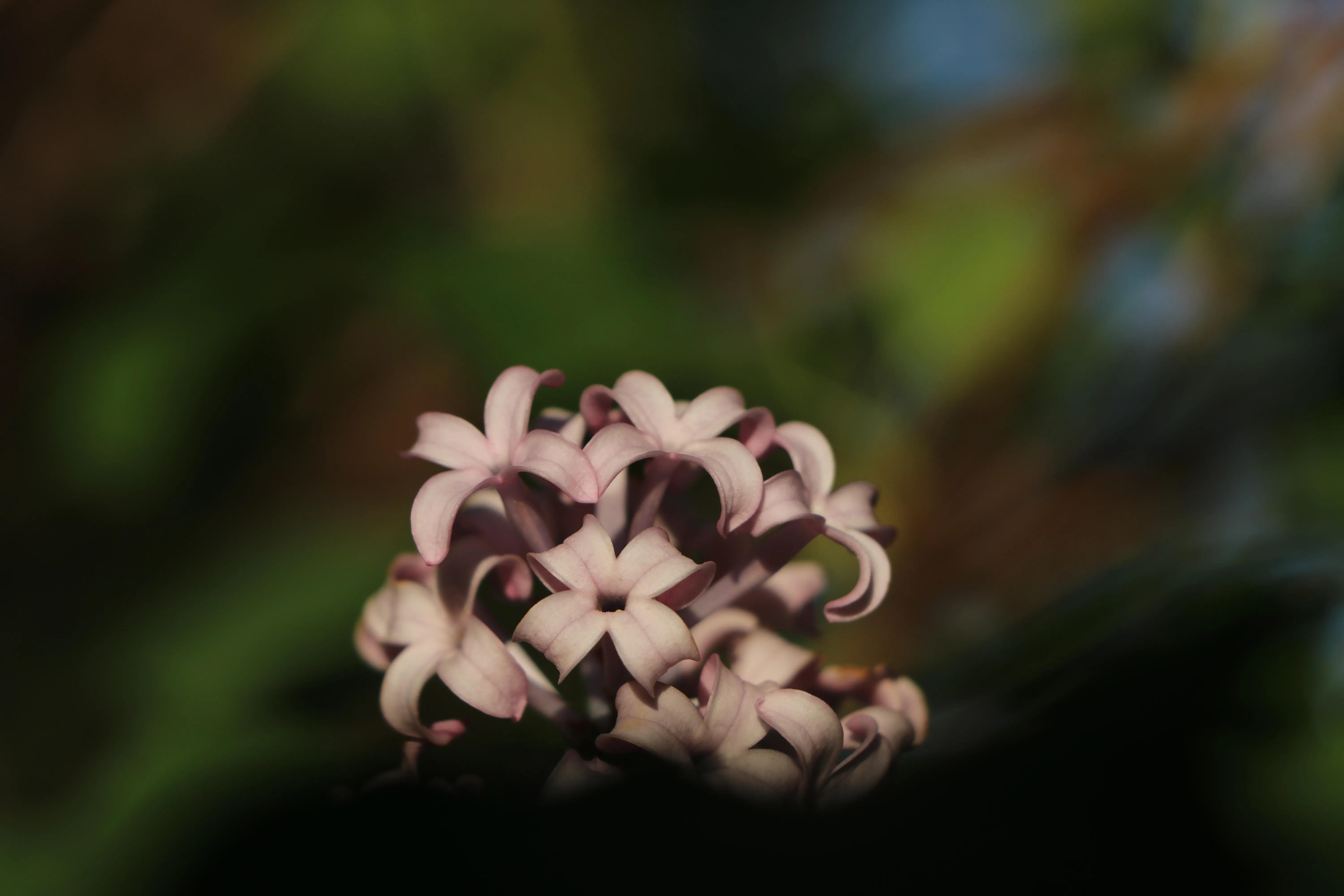 丁香花唯美诗句,丁香花唯美句子