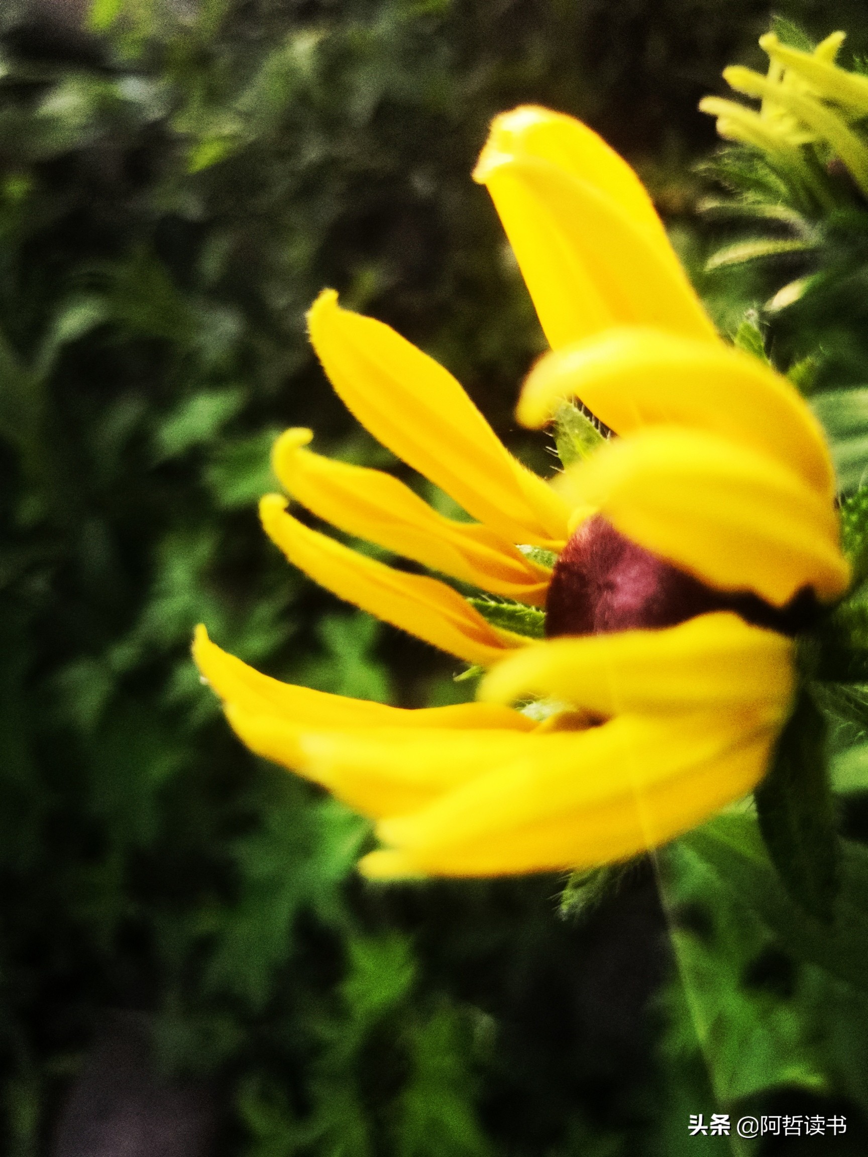 黑心金光菊：花名不雅，花姿灿烂，菊花里独特耀眼的一款