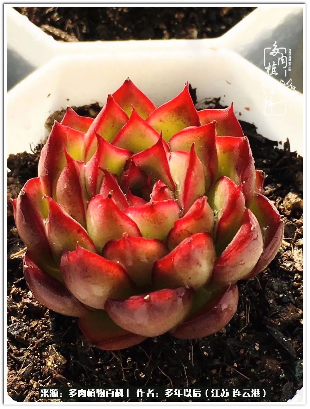 我若不弃，愿你不负我所期