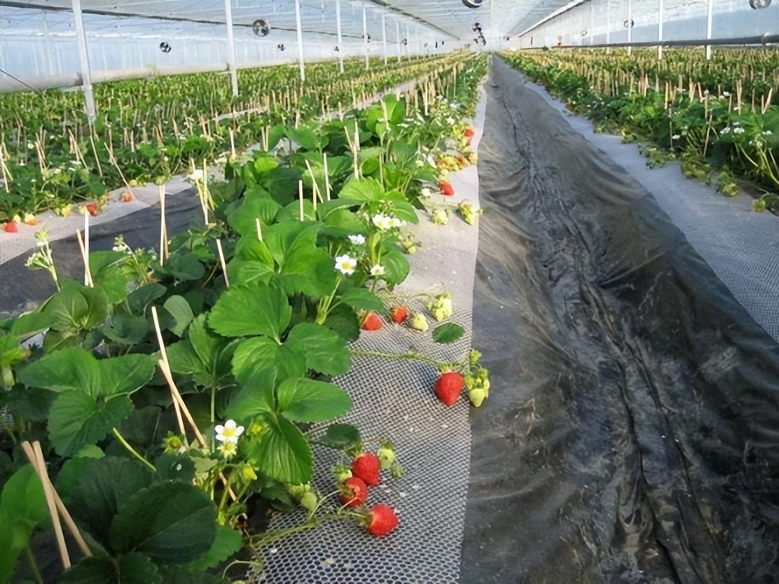 日本人租地闲置五年,日本人租1500亩地闲置