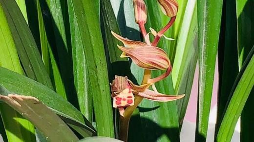 战疫三十三天完整版视频,战疫日记第36天