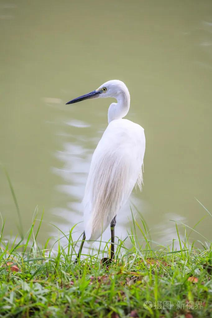广州长隆野生动物园全部动物,广州长隆野生动物园所有动物介绍