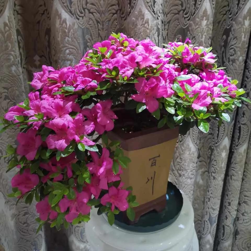 过年买的杜鹃，开完花就要死，注意4点，年年都开花