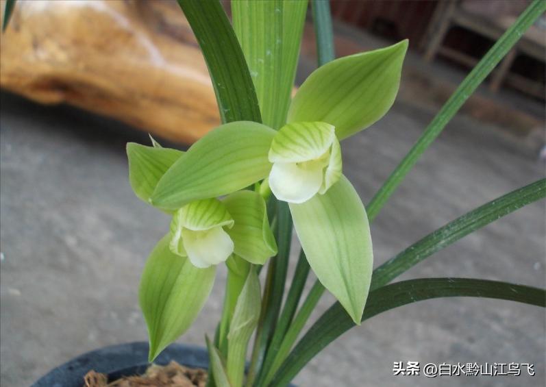 兰花三种生长方式,养兰大忌兰花出了花朵要注意什么