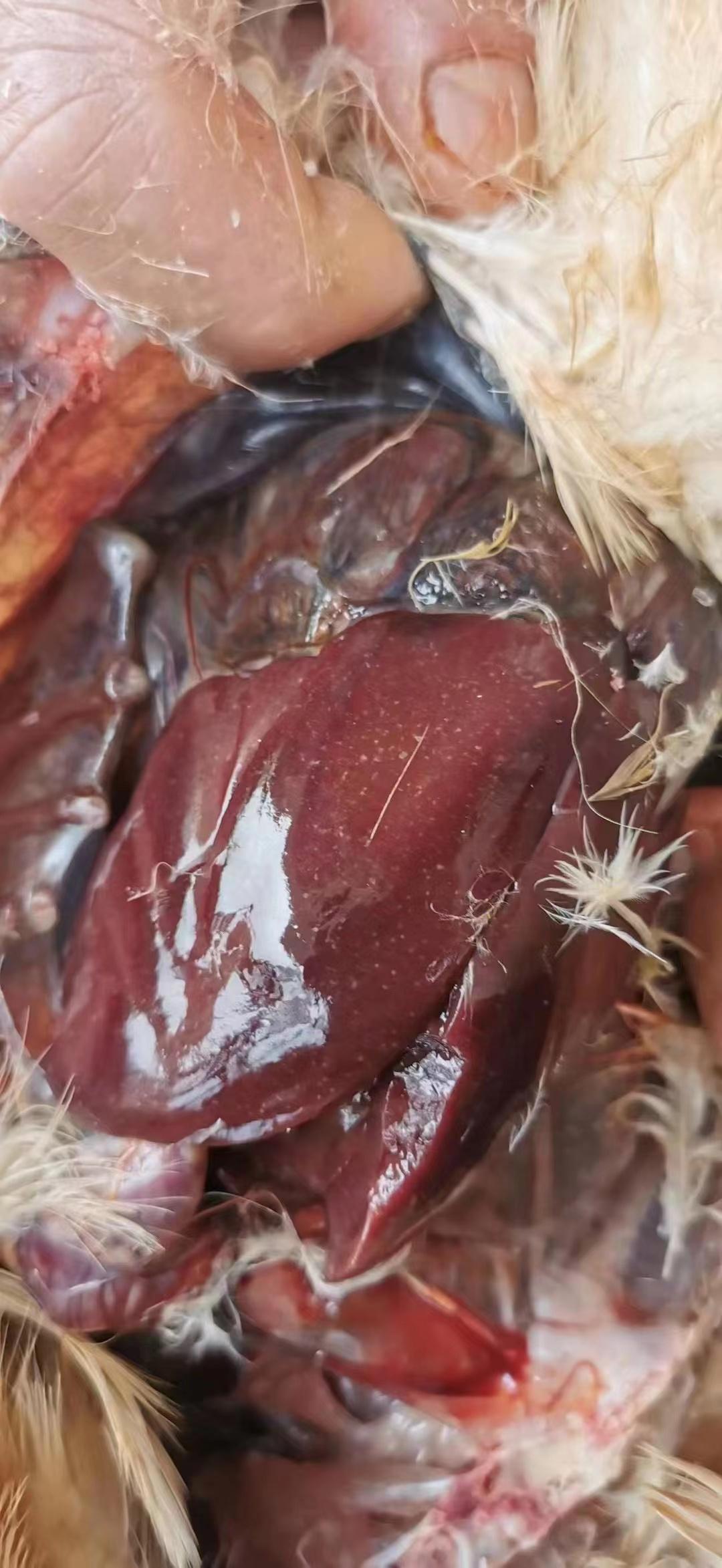 鸡的肝脏肿大是什么病,鸡的肝脏有红色的怎么回事