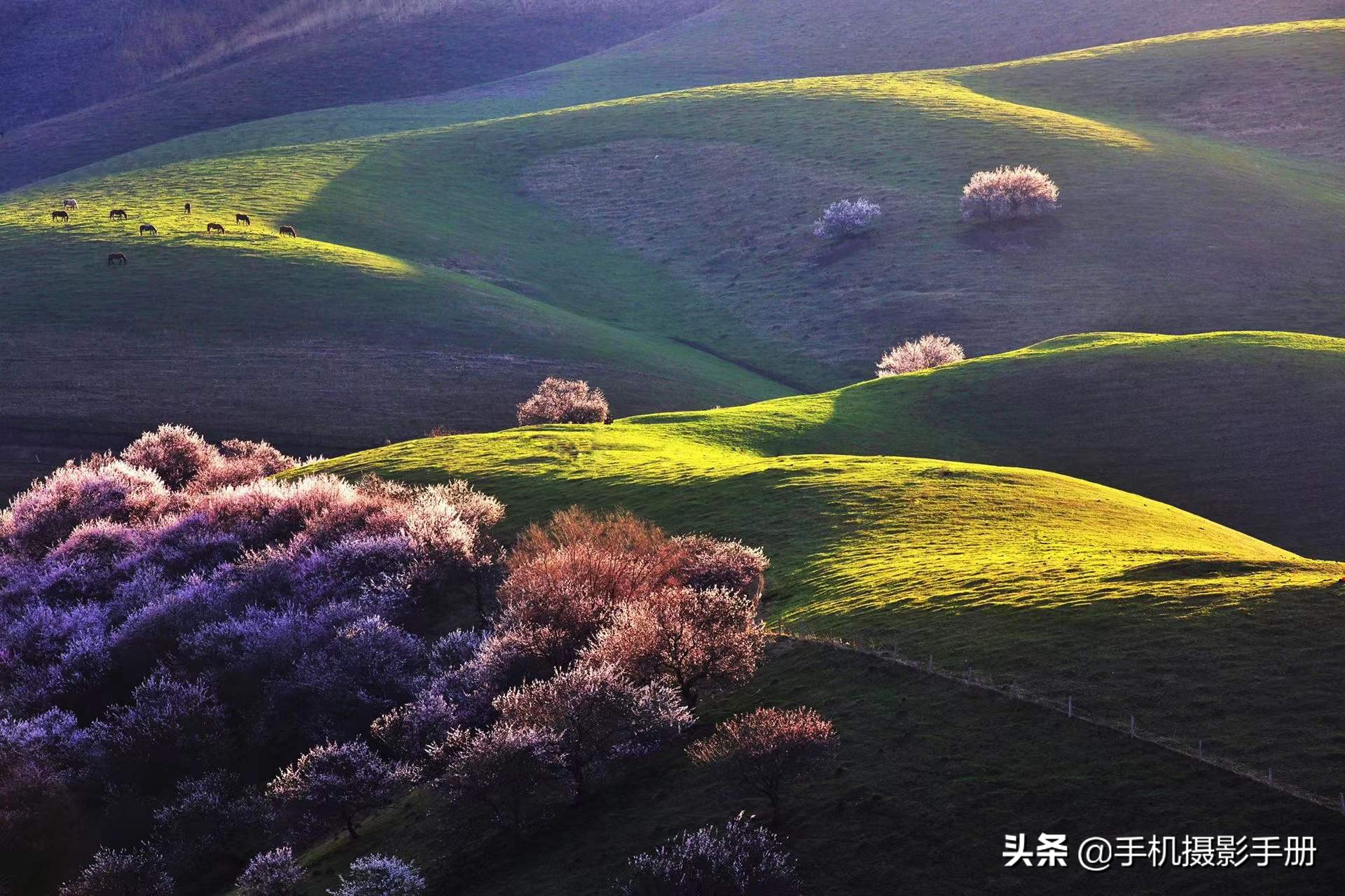 华为手机摄影教程由入门到精通,苹果手机摄影教程由入门到精通