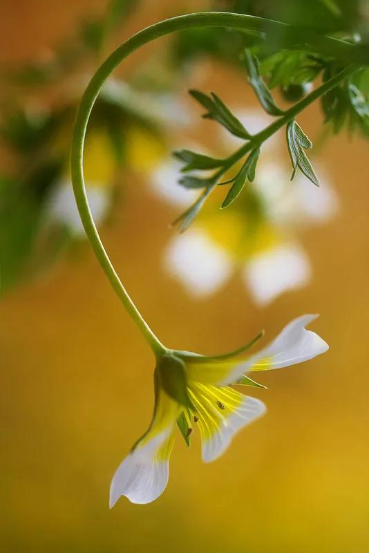 罕见漂亮的鲜花,全球最漂亮的鲜花