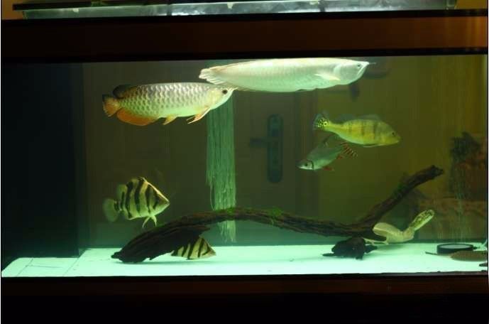 超极品蓝底过背被养成3流街货，最终死亡……