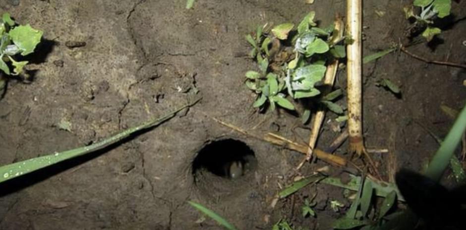 老人口中一碰就碎的“碎蛇”，尾巴吃了大补，是蛇和蜥蜴的杂交？