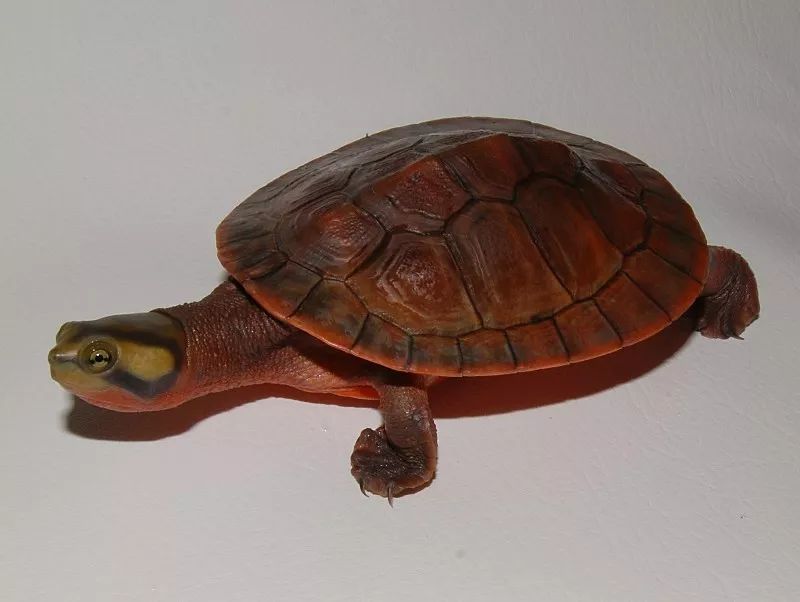 最常见的乌龟是哪种龟,常见乌龟的种类有哪些