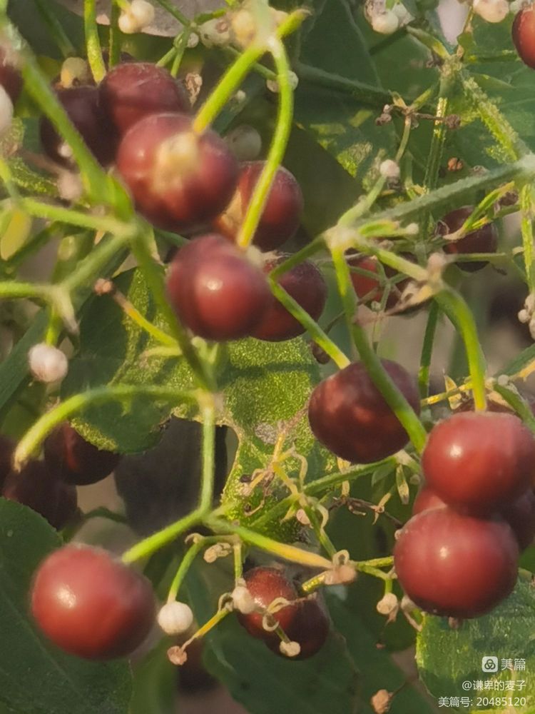 素雅芳香宜人的珍稀植物,让人念念不忘的芳香草本植物