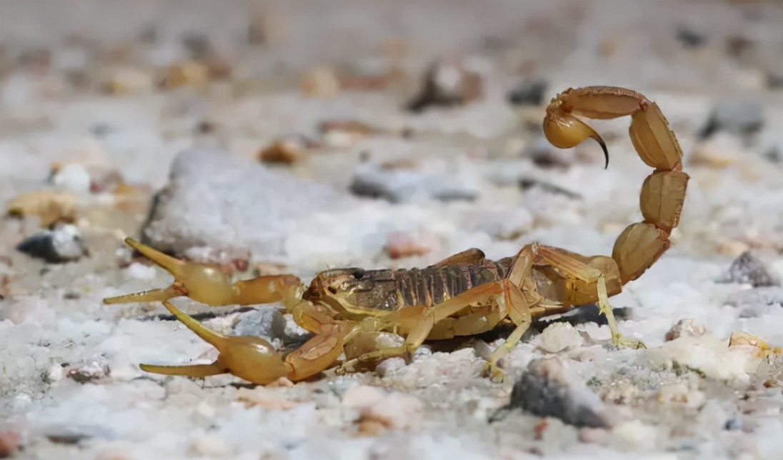 紫光灯捕蝎,紫光灯为什么要赚钱