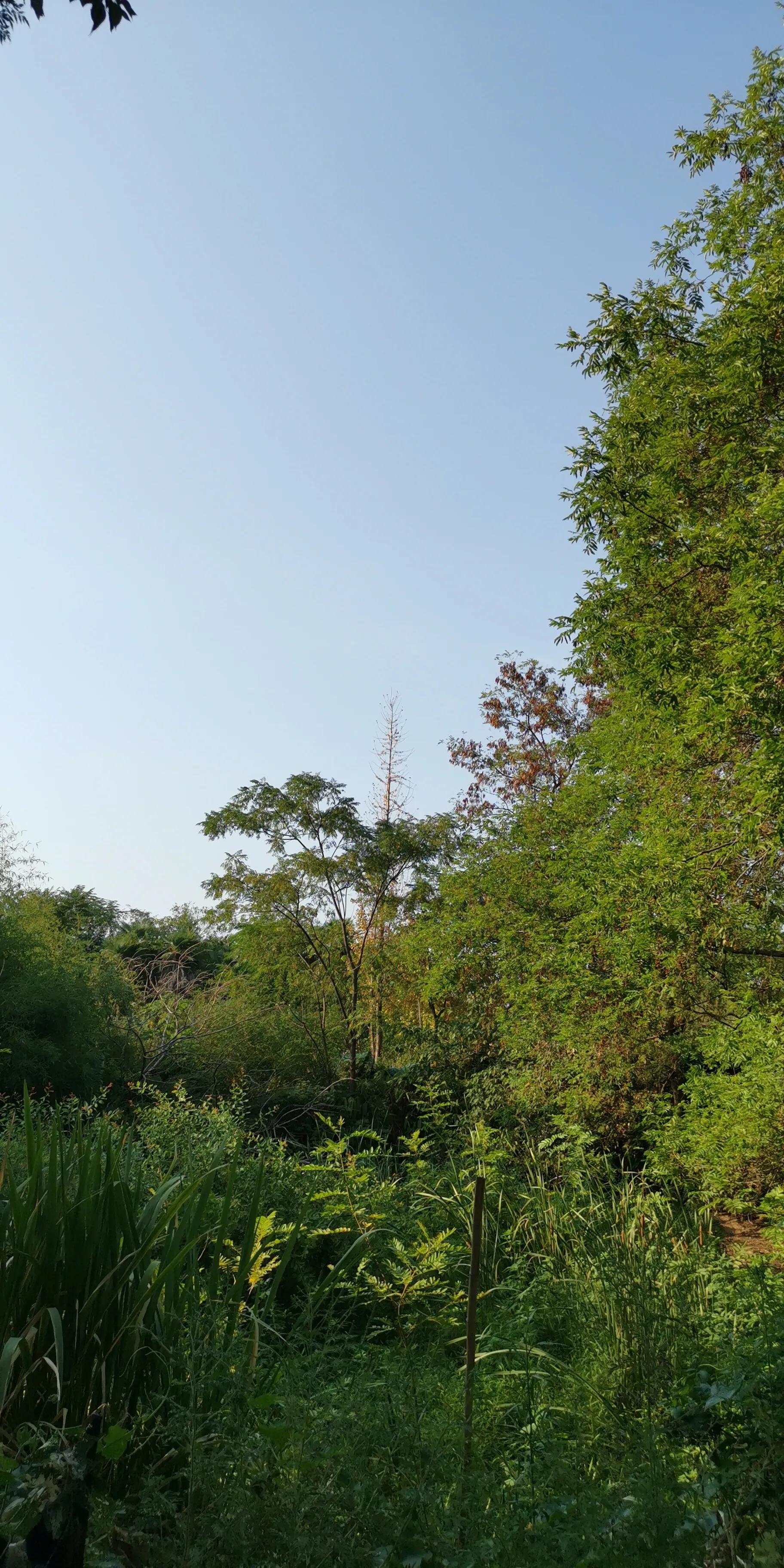 越南传说中的巨大蟒蛇现身,超级巨蟒传说