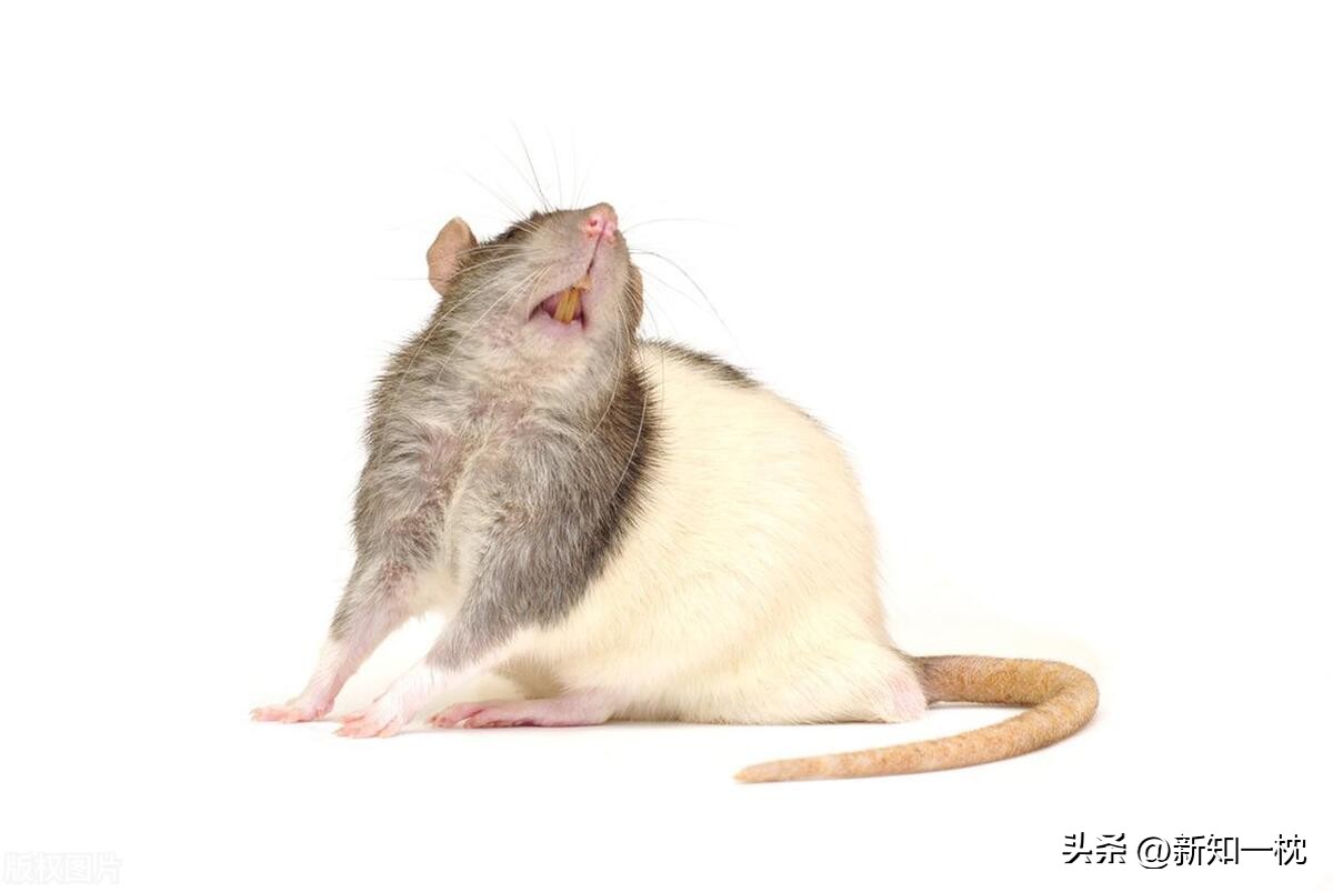 大象害怕老鼠的原因,害怕老鼠是什么原因