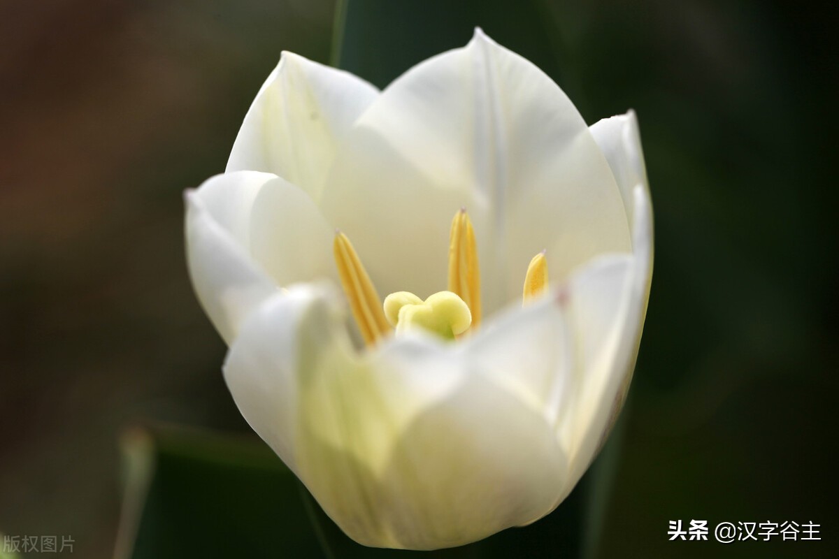 汉字植物：“花”开绽放之后的样子——“花”模样的汉字描述