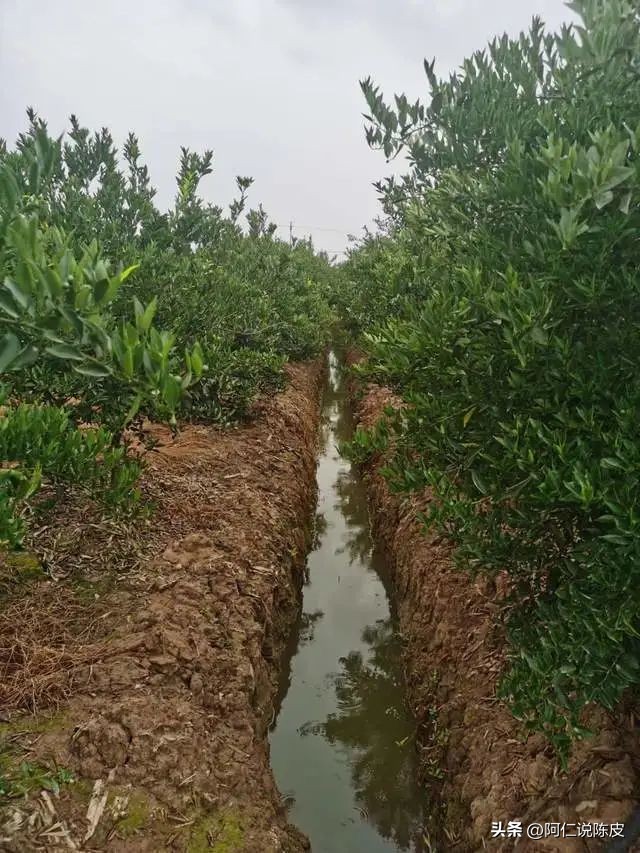 阿仁陈皮,阿仁谈陈皮