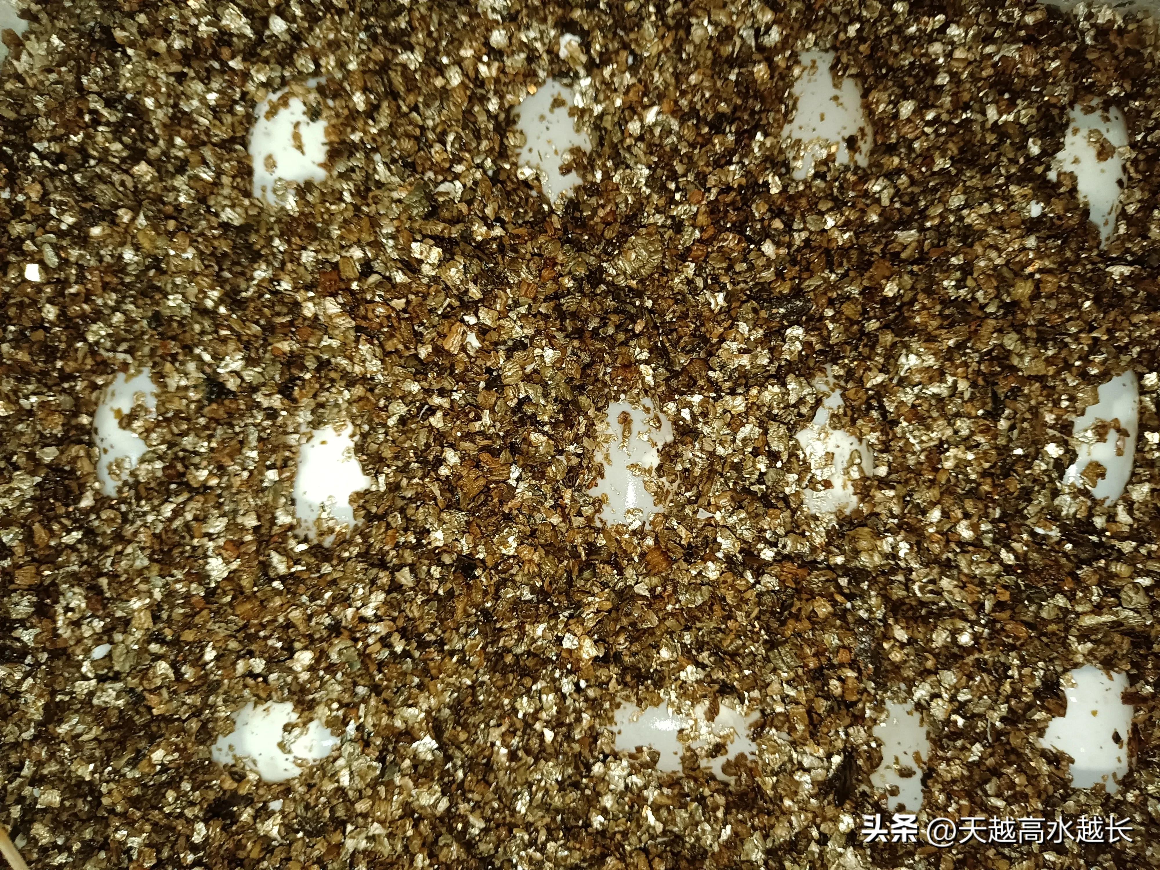 没有公龟的乌龟蛋可以孵化吗,乌龟蛋凹进去了还可以孵化小龟吗