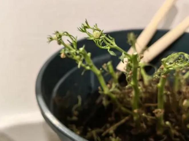 重瓣丹麦风铃花为什么养不活,重瓣风铃花该怎么养