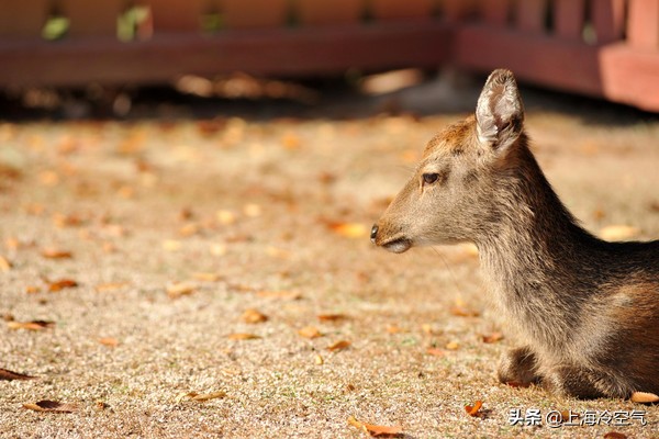探索不一样的世界,日本小众山阴游玩攻略