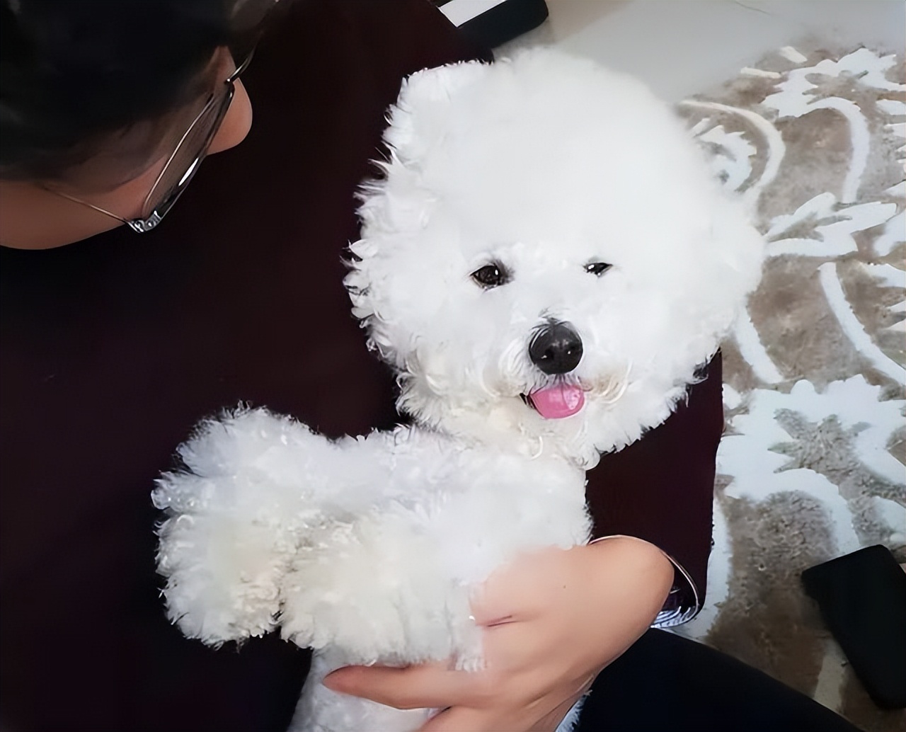 如何给比熊狗狗安全感呢,比熊幼犬缺乏安全感的表现