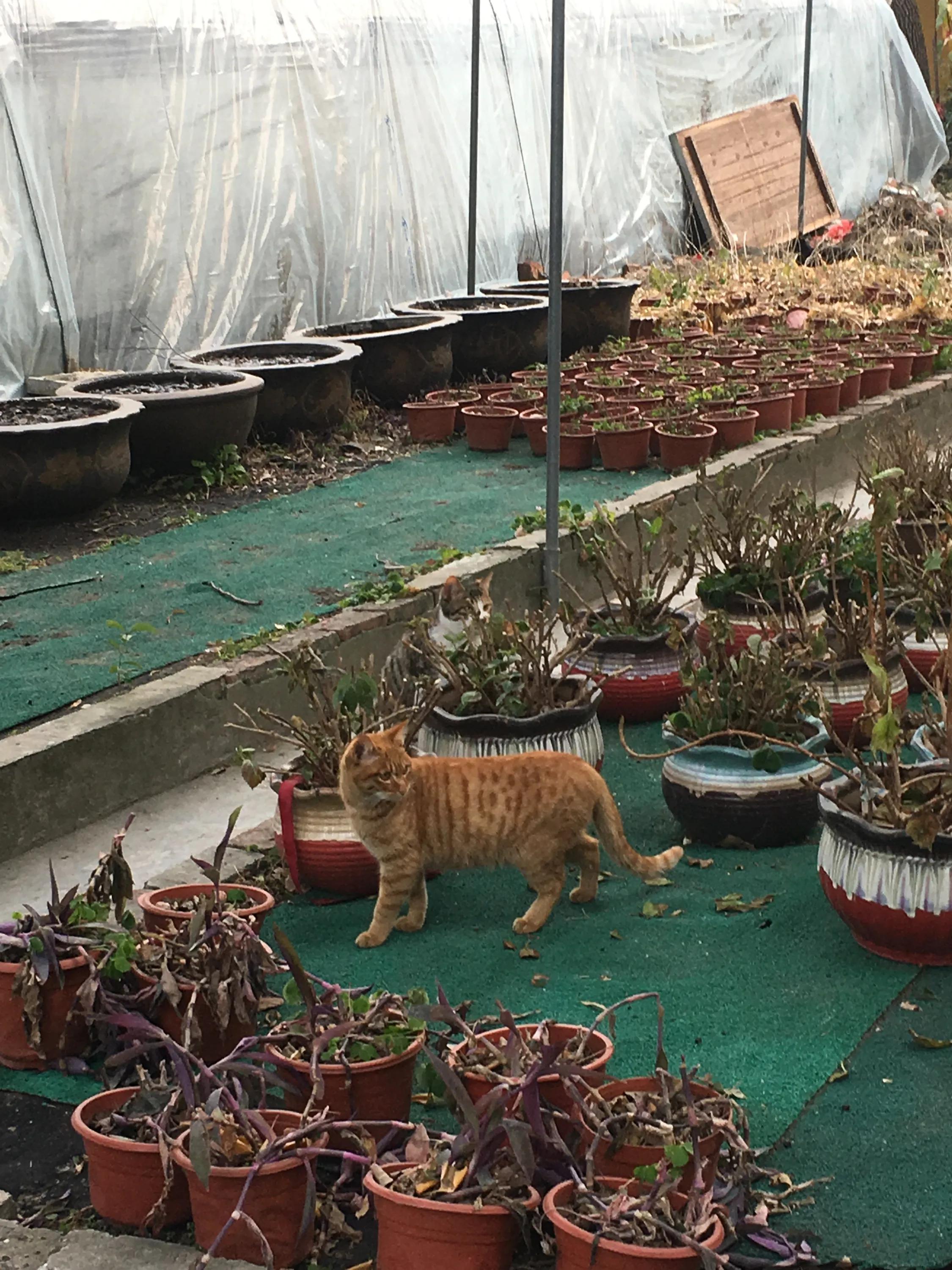 苏州西园寺猫咪图片高清,别样苏州