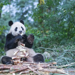 大熊猫基地怎么才能去喂大熊猫,大熊猫基地怎么去九寨沟