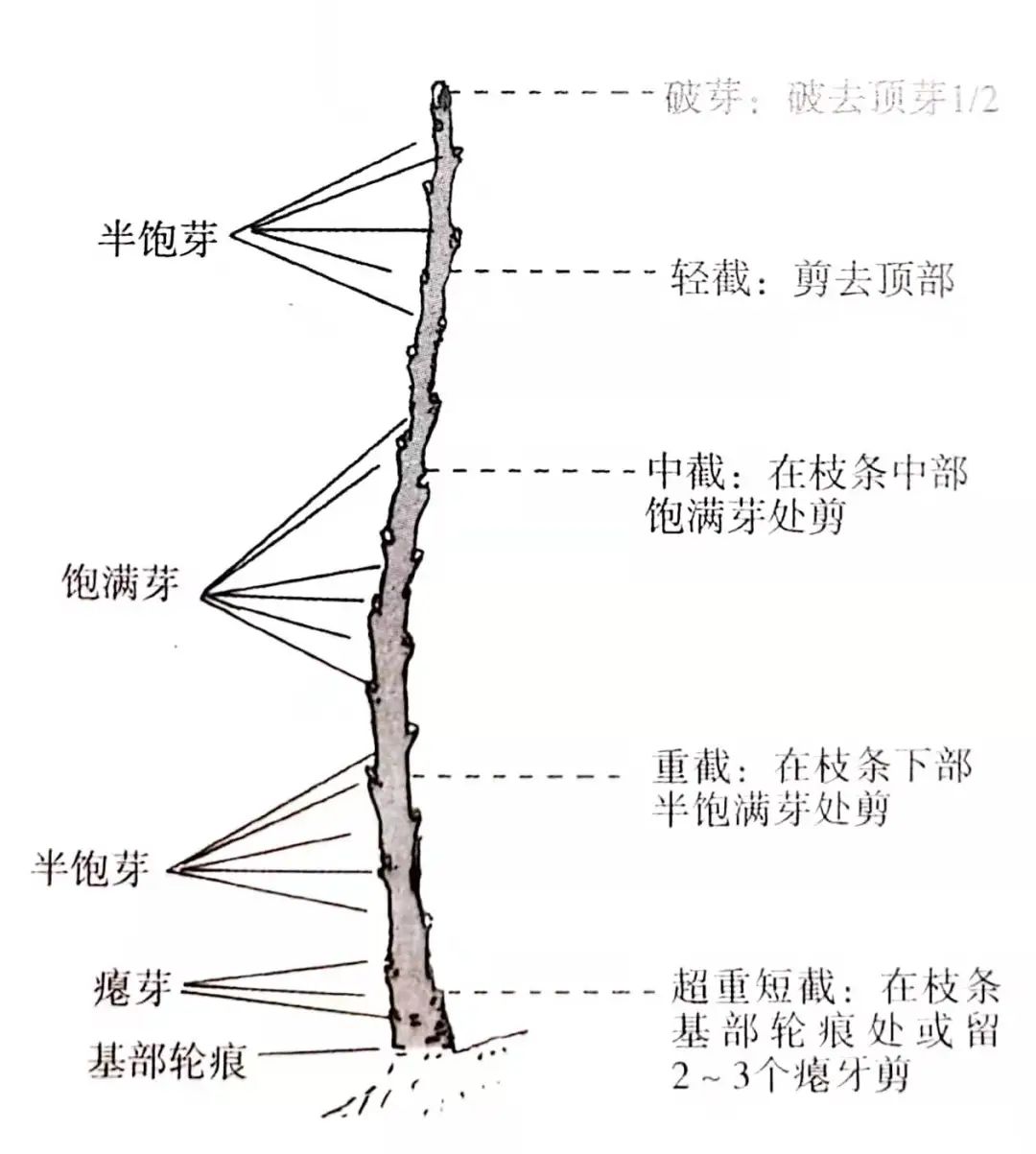 盆景修剪方法技巧口诀,盆景修剪技巧图解教程