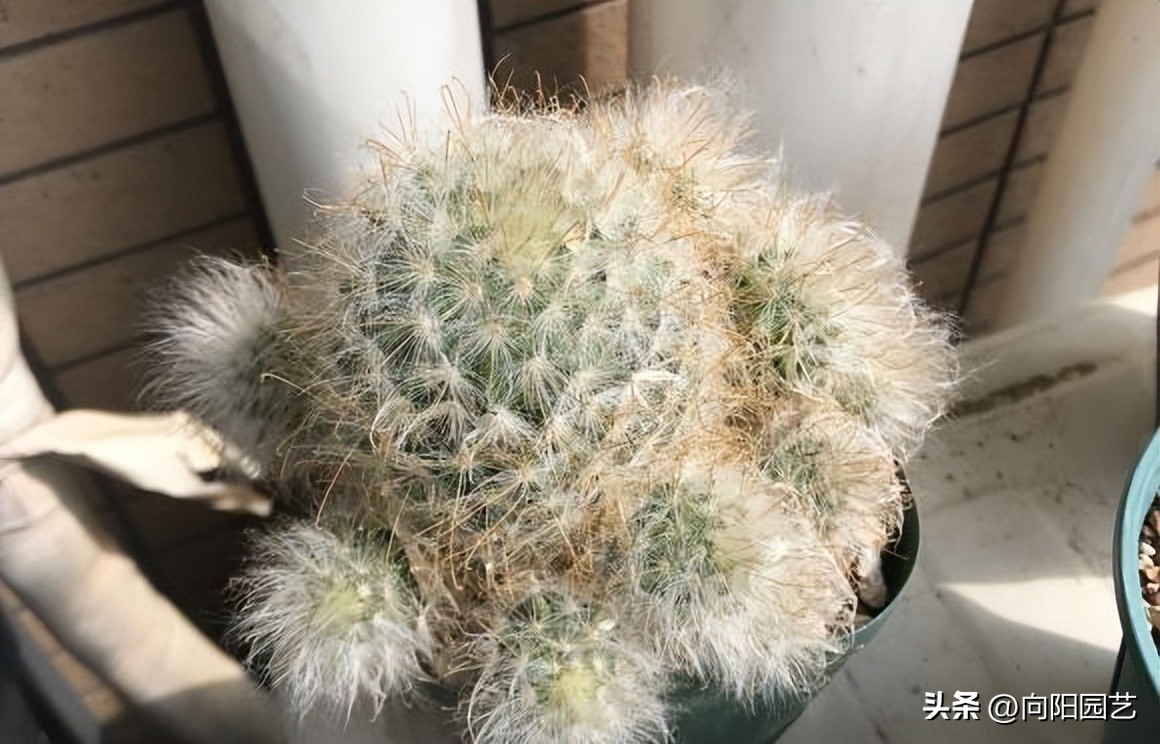 习志野仙人球发根方法,所有仙人球都适合露养吗