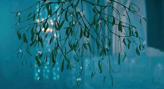 槲寄生树下接吻哈利波特,槲寄生哈利波特