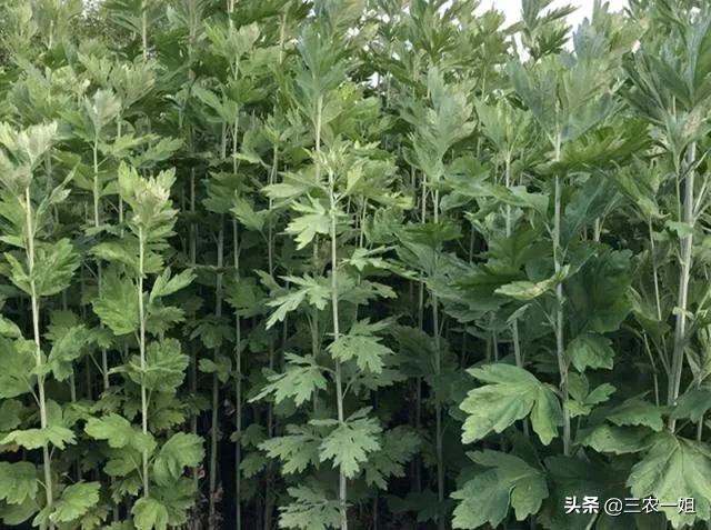 端午挂艾草挂左还是右的正确方法,端午艾草正确挂门上