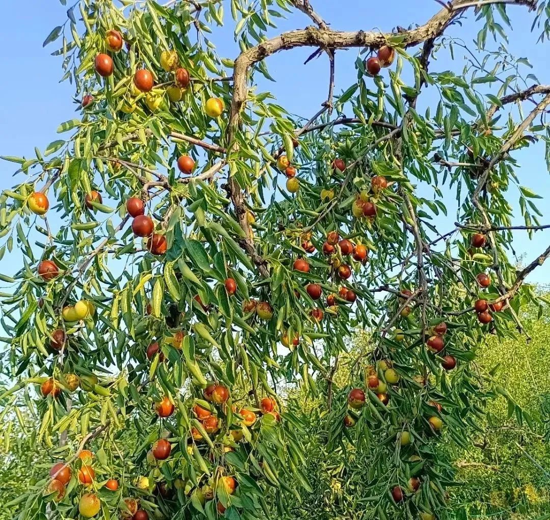 冬枣人生哲理,摘冬枣美文