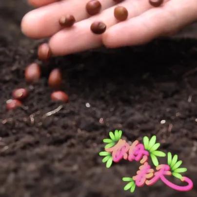 春播行动中药贴敷,春种一粒粟秋收万颗子原文