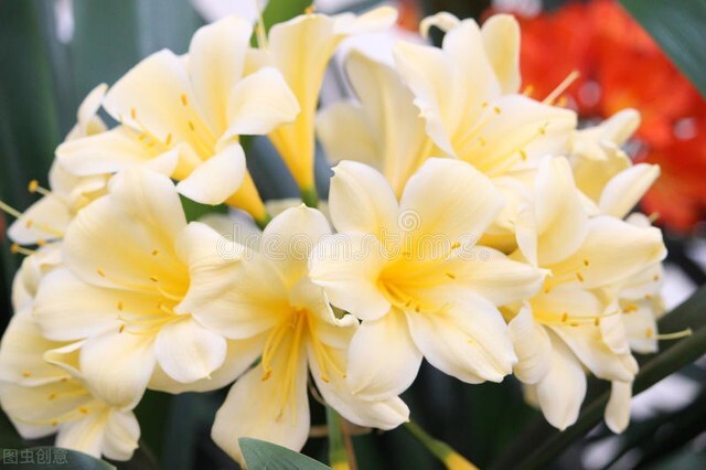 每天认识一种君子兰,君子兰彩兰植料