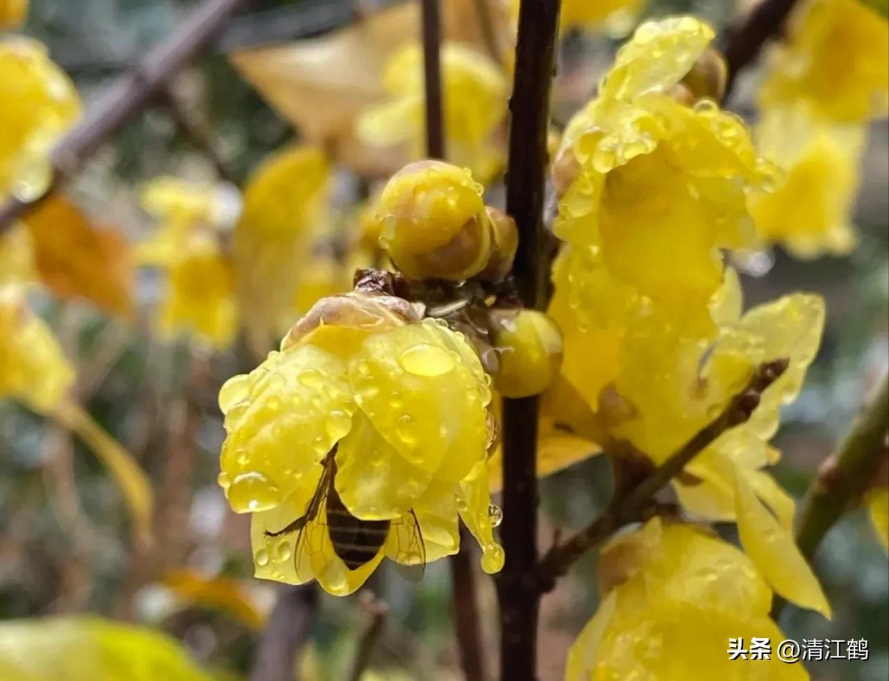 蜡梅夏季管理,秋季腊梅管理