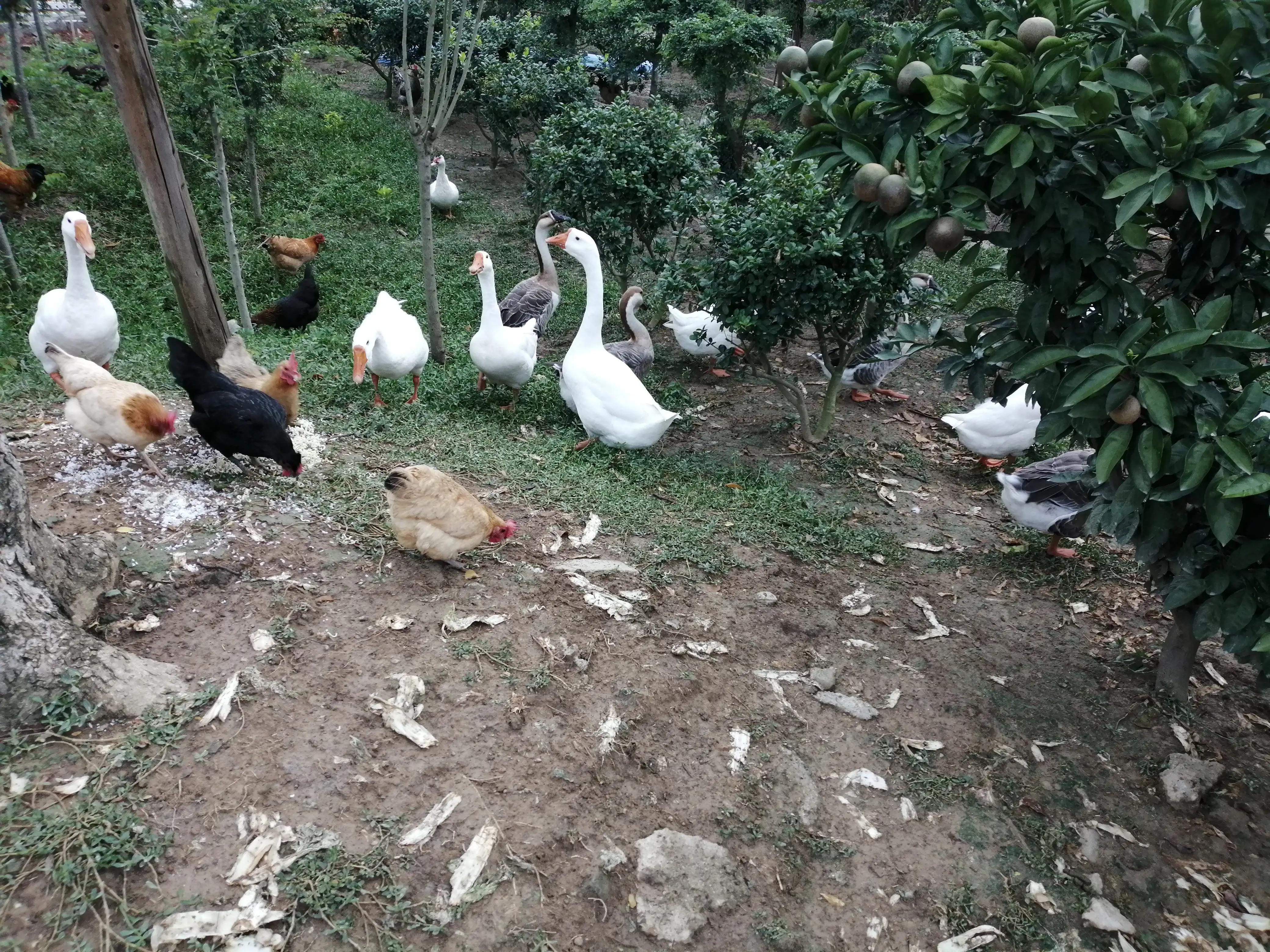 教师不良情绪的心理调适方法,家长应该如何调适自己的不良情绪