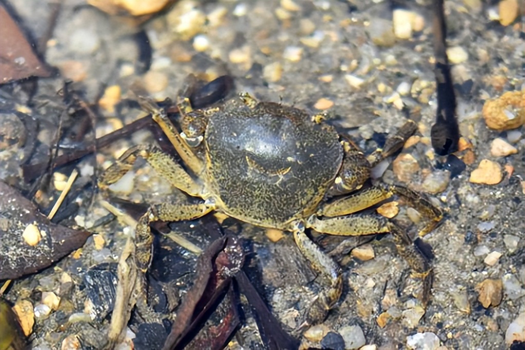 坪山金龟生态艺术小镇,坪山全域自然博物步道