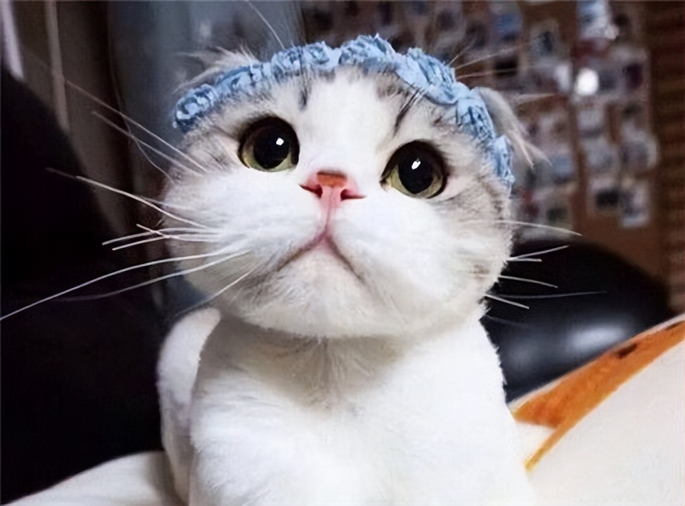 最温顺的宠物猫咪品种有哪些,三大无攻击性猫咪哪种最适合你家