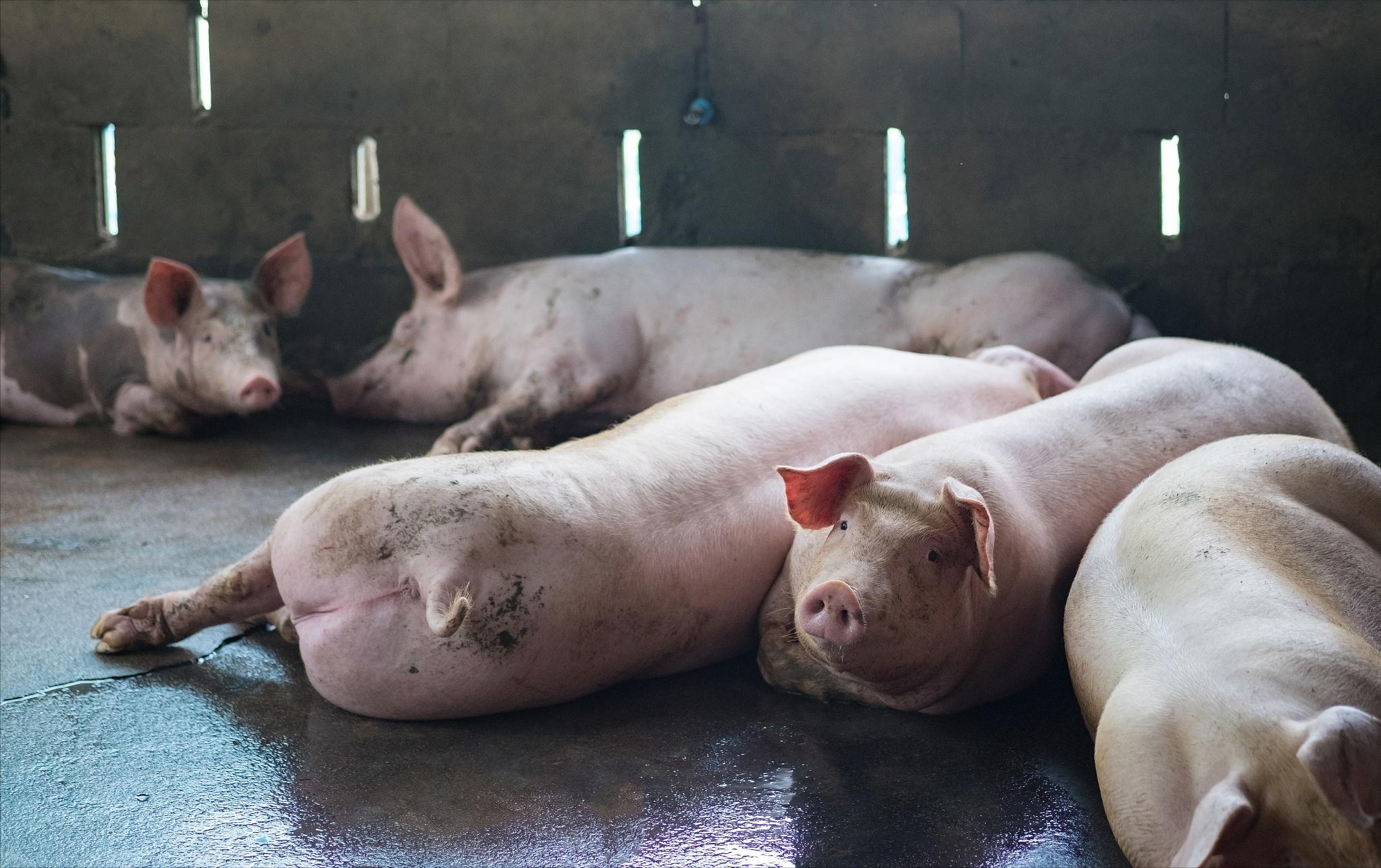 猪场断电无人值守，数百头猪被热死，网友：都怪猪价低！死猪咋办