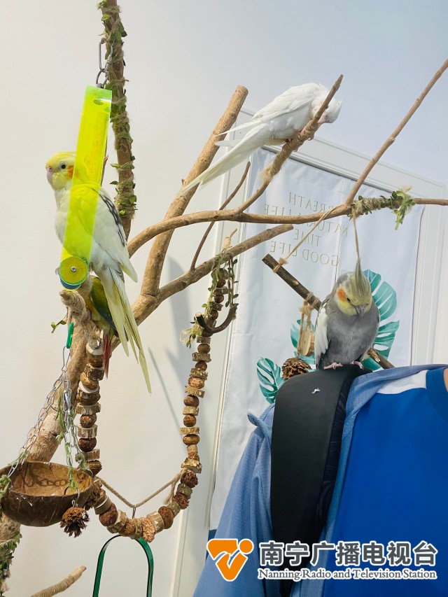 手养鸟获年轻人喜爱，治愈型社交受热捧